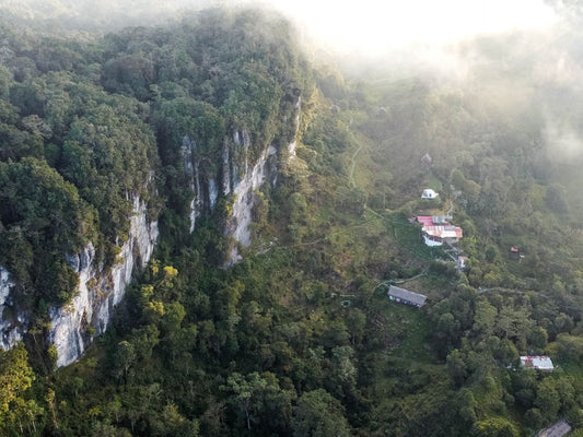 Bosques de Pandora