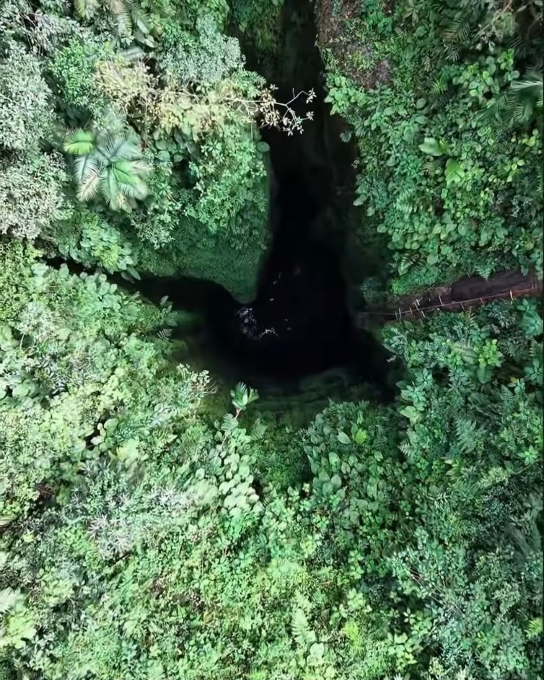 Bosques de Pandora