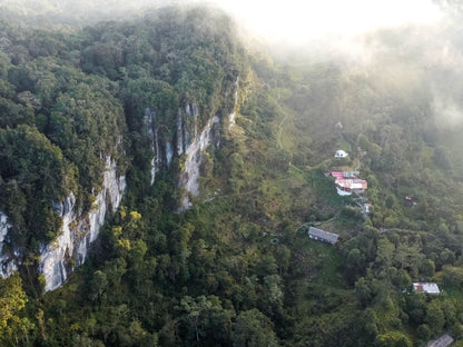 Bosques de Pandora