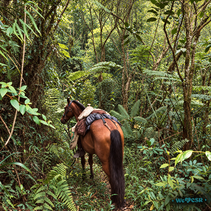 Caballo, Bosque & Picnic