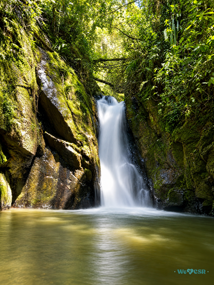 Cascada y Bosque