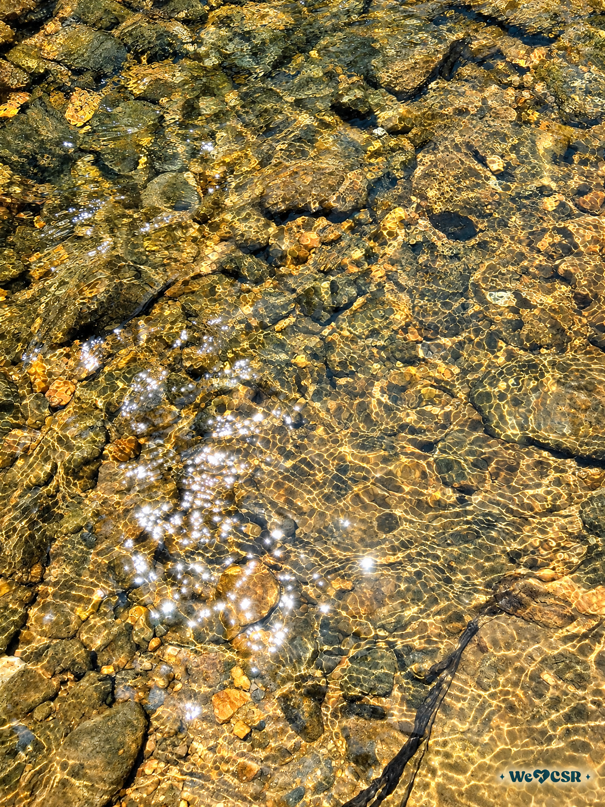 Cascada y Bosque