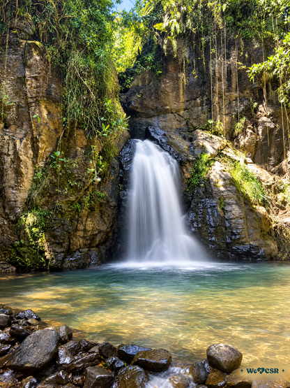 Cascada y Bosque